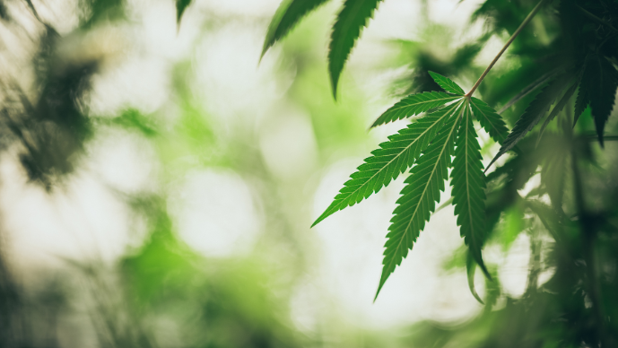 Recent Updates and Best Practices Regarding Hemp Cannabinoid Compliance Page