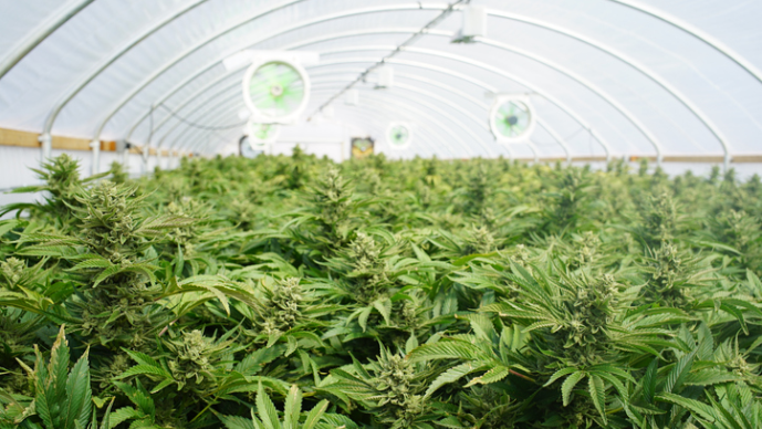 Maryland Hemp Businesses Allege That New Cannabis Licensing Regime Violates Maryland’s Declaration of Rights
