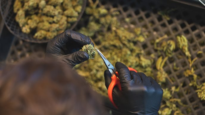 2022 Cannabis Year-in-Review