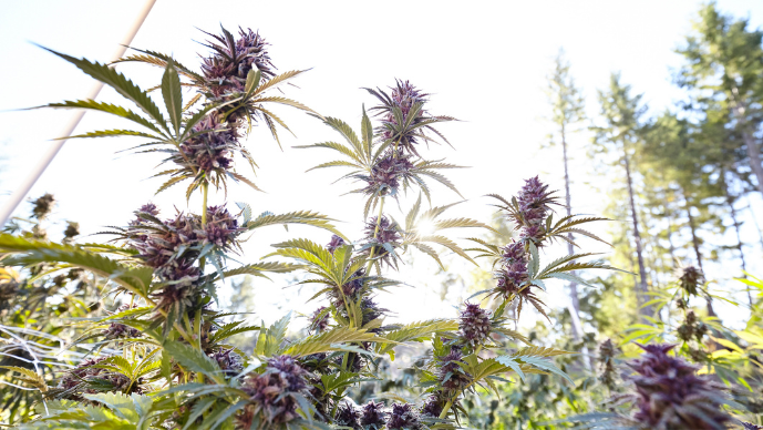 New California Emergency Hemp Regulations Draw the Ire of National Hemp Trade Group and Notorious Stoners Alike