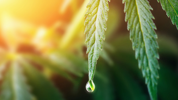 Benzinga Cannabis Capital Conference Page