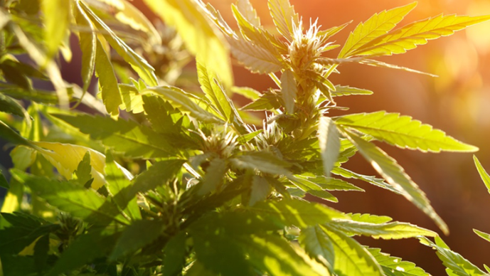 Navigating IRC Section 280E: Current Updates for Cannabis Taxpayers Page