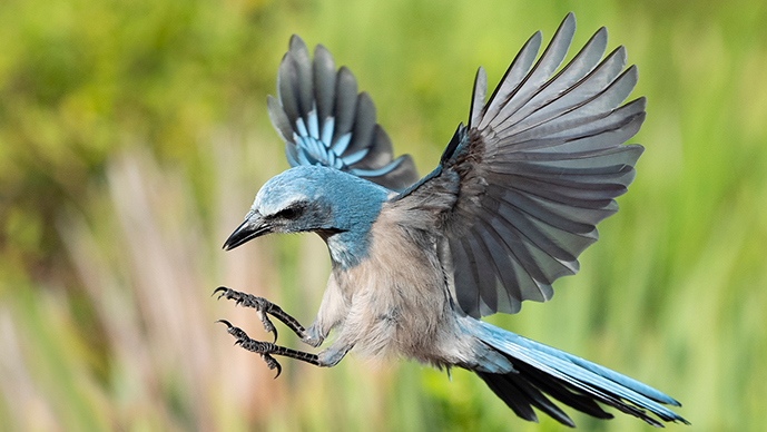 Major Shift Proposed for Endangered Species Act Interpretation: Redefining “Harm” Page