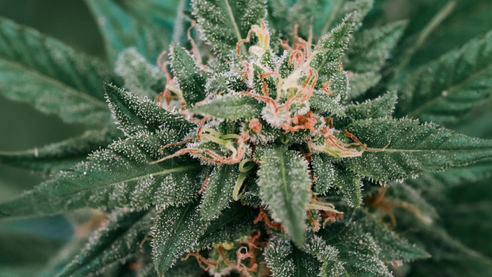 DOJ and Private Whistleblowers Pursue Marijuana-Related Businesses for Alleged Violations of COVID Relief Loan Policies