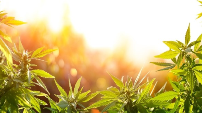 Between a Rock and a Hard Place: Rescheduling and the UN Single Convention on Narcotics
