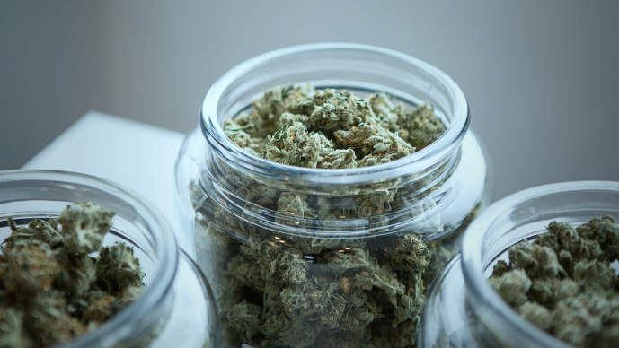 Cannabis Control Commission Petitions to Intervene in Case Concerning the Retroactivity of New HCA Rules