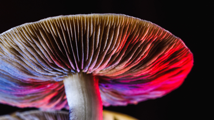 Thoughtful Expansion – Oregon Issues First Psilocybin Edibles Endorsement to Licensed Manufacturer